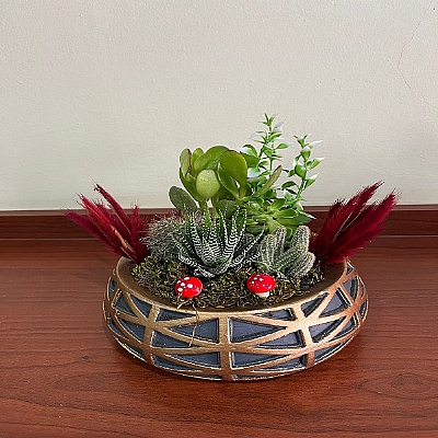 Kakt�s ve sukulent arajman�