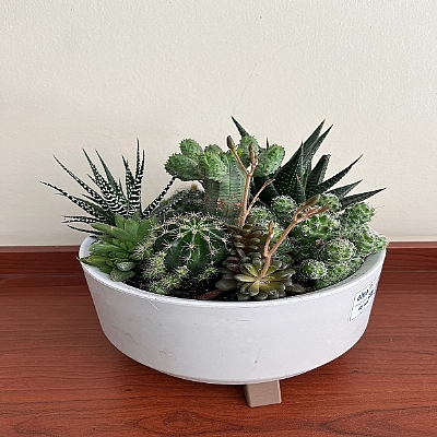 Kakts ve sukulent arajman