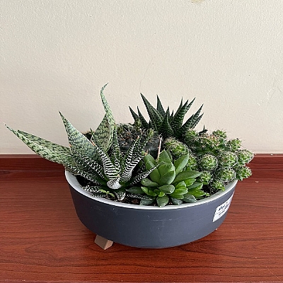 Kakts ve sukulent arajman