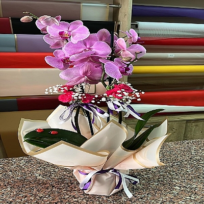 Pembe iki dall orkide